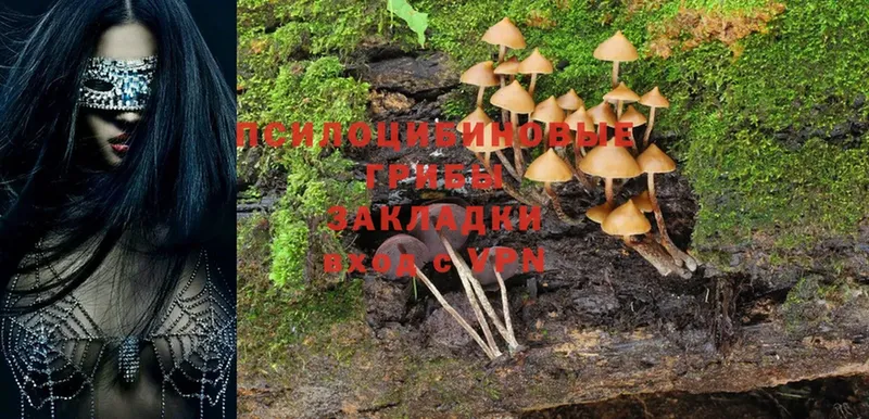 Галлюциногенные грибы GOLDEN TEACHER  Краснообск 